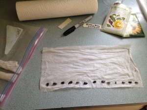 Seed-starting in wet paper towels and a plastic bag.