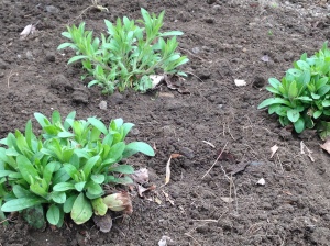 Transplanted forget-me-nots tucked into their new no-till bed.