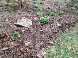 Cover bed with chopped leaf mulch to conserve water, keep down weeds, and improve tilth.