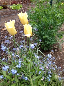 Deer-hardy yellow tulips with forget-me-nots on May 22nd. That's a lovely rue in the background.